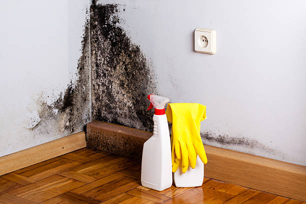 Home Mold Removal in Waunakee, WI